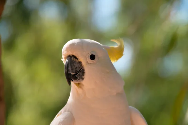 A white Sulphur-crested Cockatoo with a yellow crest and a dark grey beak, looking towards the camera.