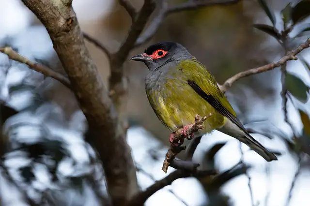 A male Australasian Figbird with an olive-green body, a dark head and red skin around the eye, perched on a branch.