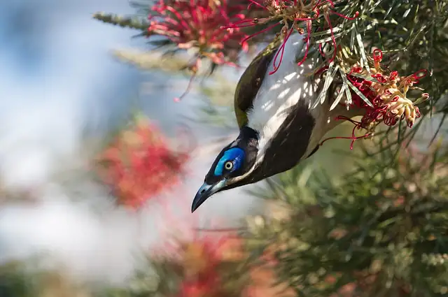 A Blue-faced Honeyeater hanging head-down in red flowers, showing its black head, white nape band and bright blue face patch.