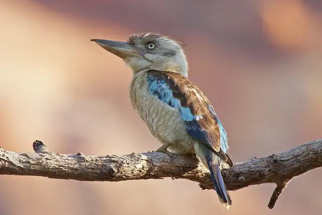 A Blue-winged Kookaburra on a bare branch, with a pale eye, a streaked head and blue patches on its wings.