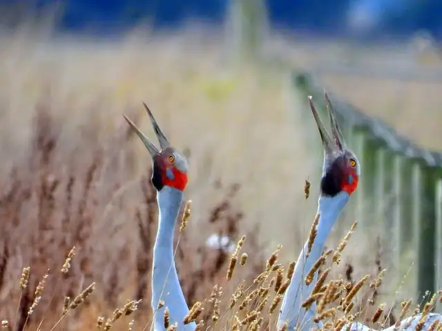 Two tall grey Brolgas with red heads, calling with their bills raised among dry grass.