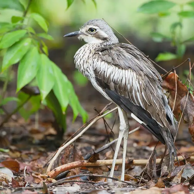 A grey-brown, streaked Bush Stone-curlew with long legs and a large yellow eye, standing in leaf litter.