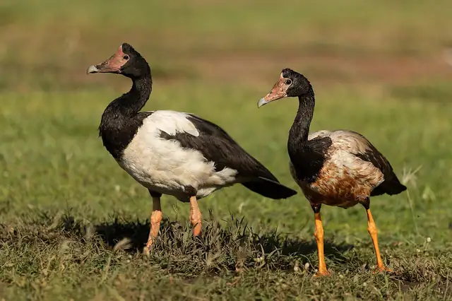 Two Magpie Geese with black heads and necks, a knob on the head and orange legs, walking on grass.