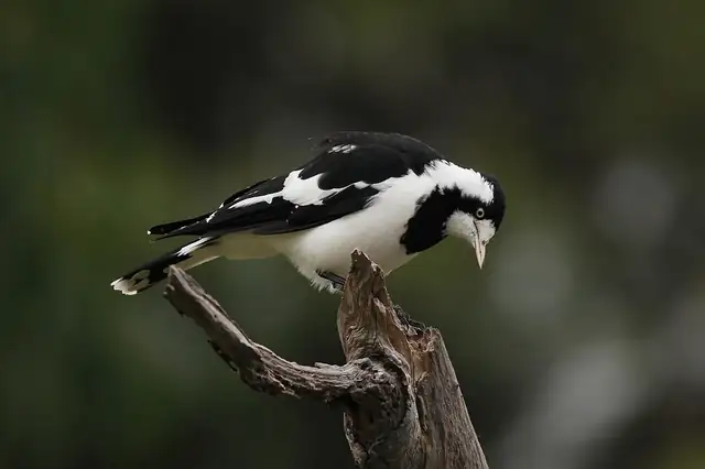 A black and white Magpie-lark perched on a dead branch, looking down.