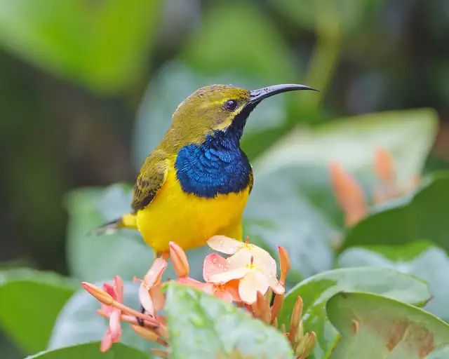 A male Olive-backed Sunbird with a long curved bill, a yellow belly and a dark, shiny blue throat, perched among orange flowers.