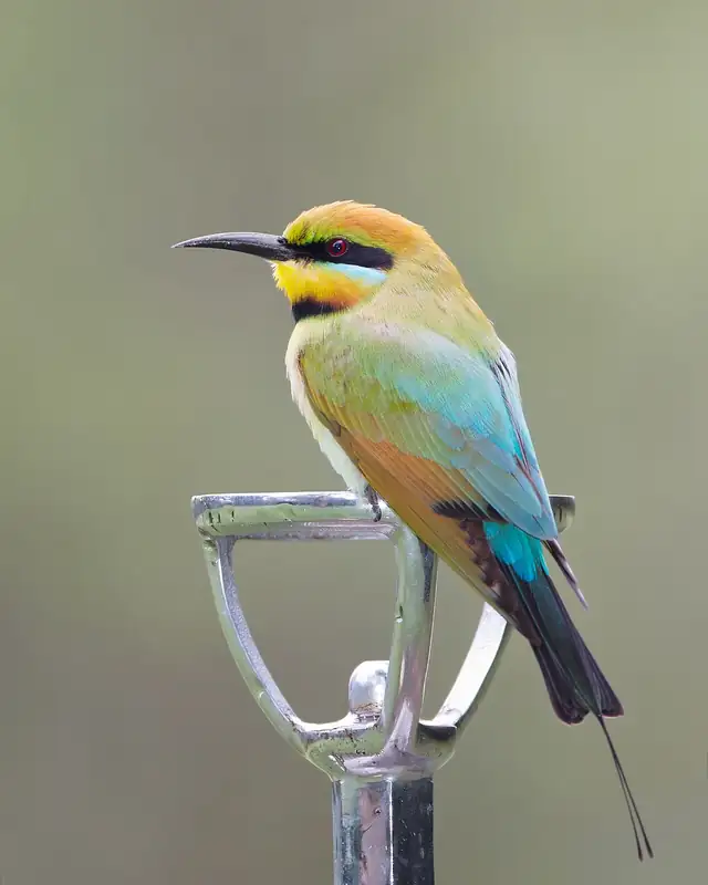 A slim Rainbow Bee-eater with green, yellow and blue feathers, a black eye stripe and a thin curved bill, perched on a metal tap.
