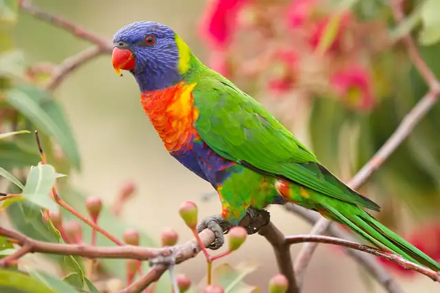 A Rainbow Lorikeet with a blue head, a red bill, an orange chest and a green back, perched among gum blossoms.