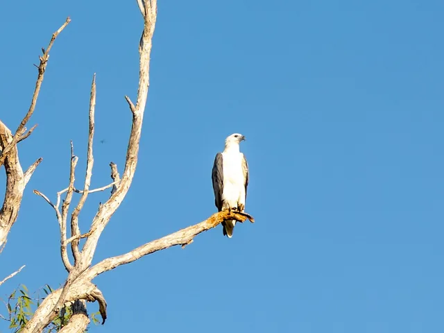 A White-bellied Sea-Eagle, white underneath with grey wings, perched on a bare branch against a blue sky.