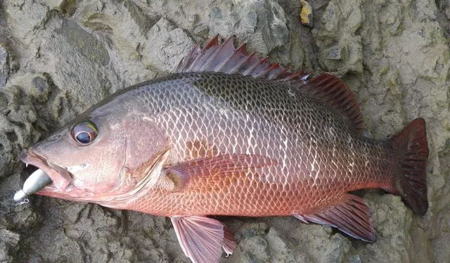 A caught mangrove jack on grey rock, with a reddish-bronze body and a spiny red back fin.