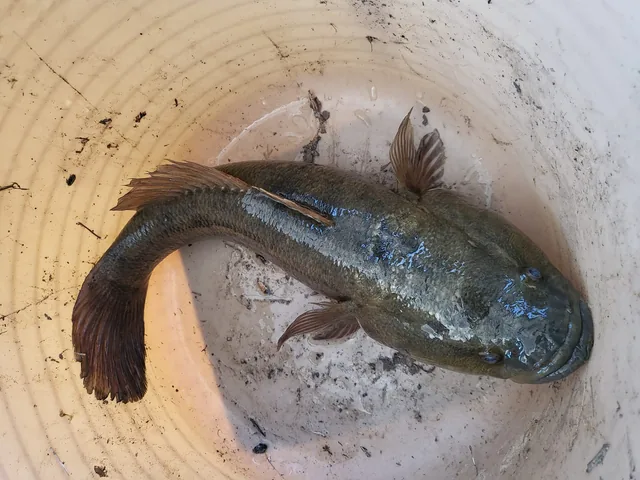 A sleepy cod with a broad flat head and dark olive-brown body, lying curved in the bottom of a white bucket.