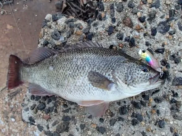 A spangled perch with silver-grey scales and small dark spots, lying on gravel with a small lure in its mouth.