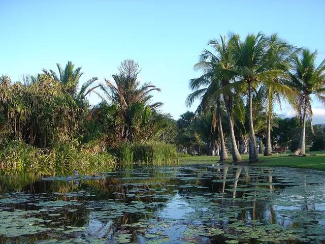 A still lagoon covered in water lily pads, with tall coconut palms and pandanus reflected in the water.