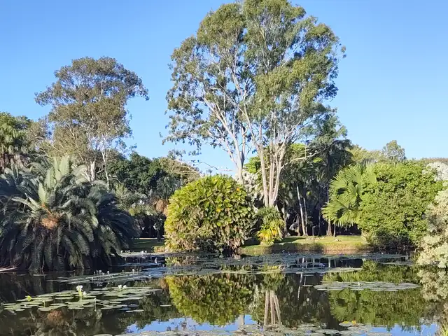 A pond covered in water lily pads, ringed by palms and tall gum trees under a clear sky.