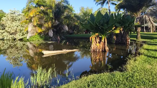 A small turtle rests on a pale log in a still pond that reflects palms and large leafy plants.