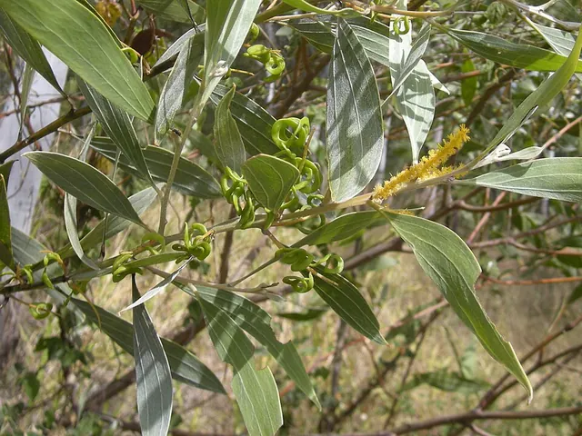 Long, silvery green leaves with yellow, finger-like flower spikes and twisted seed pods.