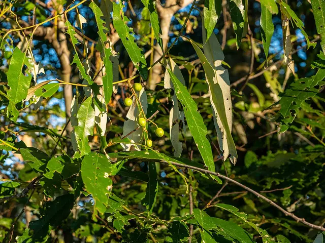Long, pointed leaves, green on top and pale underneath, with small round green fruit on thin stalks.