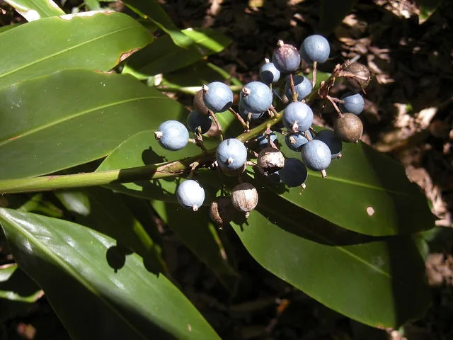 Clusters of round, shiny blue fruit on short stalks among long, glossy green leaves.