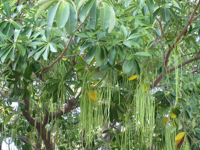 Whorls of long, oval green leaves with clusters of very long, thin seed pods hanging below.