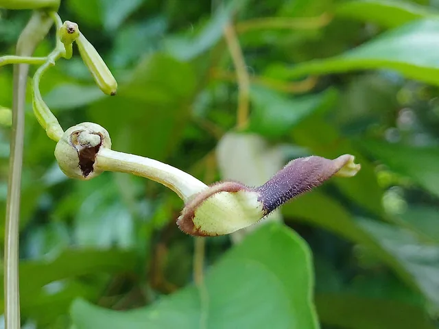 A curved, pipe-shaped flower, pale green with a dark purple tip, hanging among green leaves.