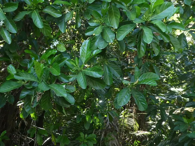 A leafy small tree with large, glossy dark green leaves and a few small white flowers.