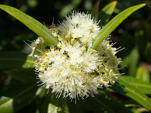 A round cluster of fluffy cream flowers among narrow, pointed green leaves.