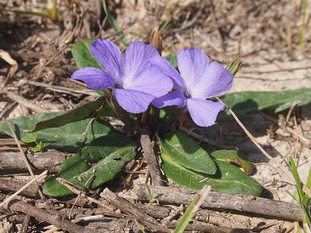 Two pale purple-blue, five-petalled flowers close to the ground among dark green leaves and leaf litter.