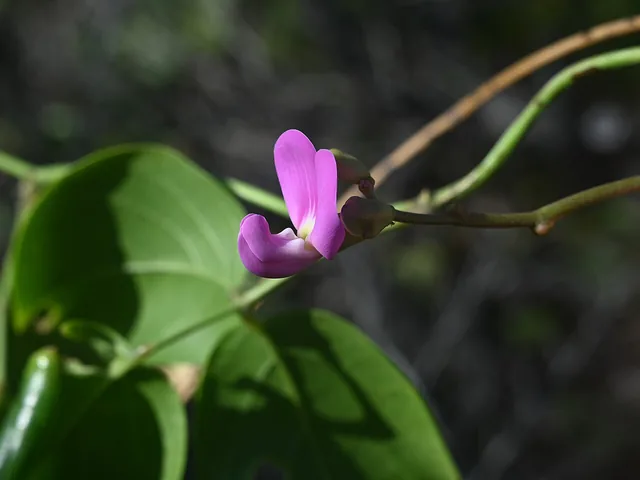 A single bright pink pea flower on a vine with broad, rounded green leaves.