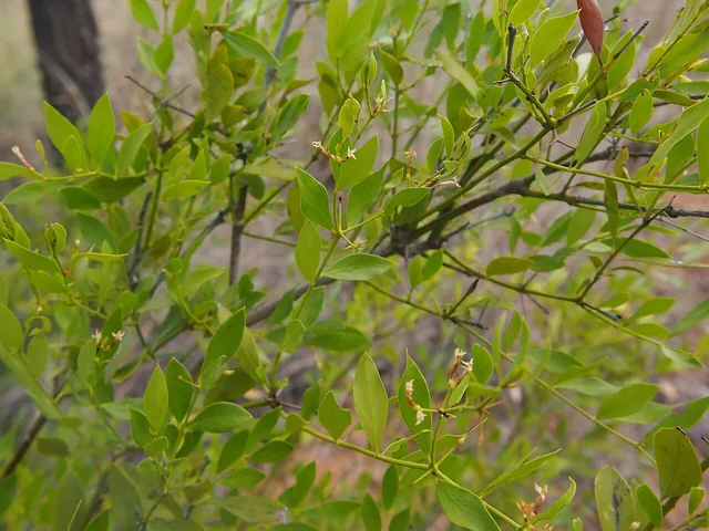 Slender stems of a shrub covered in small, glossy, light green leaves, in open bushland.