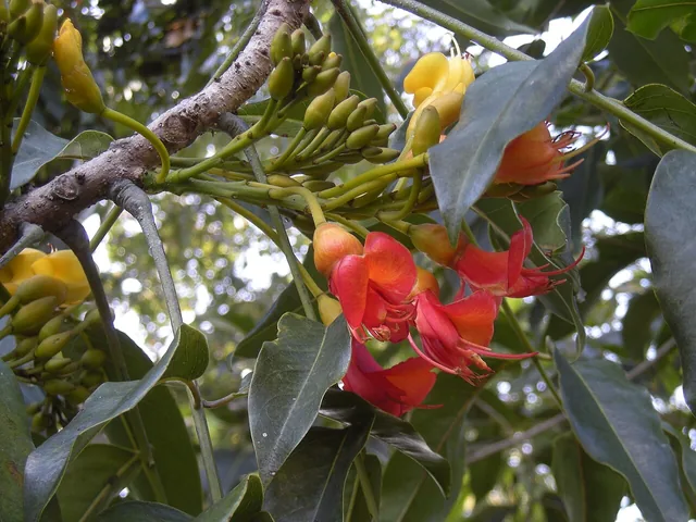 Clusters of large red and yellow pea-like flowers growing along a branch, among dark green leaves.