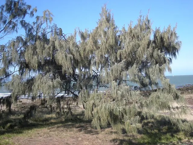 A tree with drooping, grey-green, needle-like branchlets beside a beach, with the sea behind.