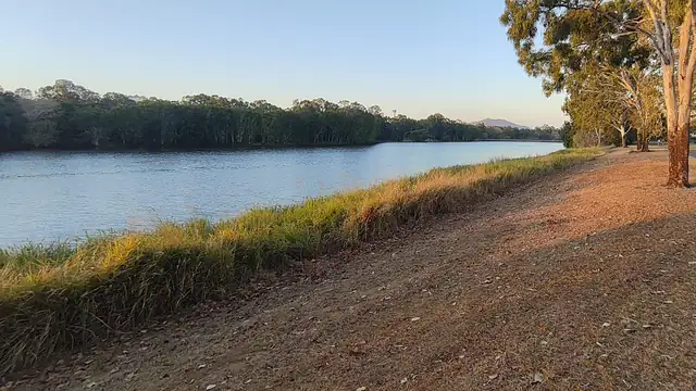 A grassy riverbank shaded by tall, white-trunked gum trees beside a calm river in late afternoon light.