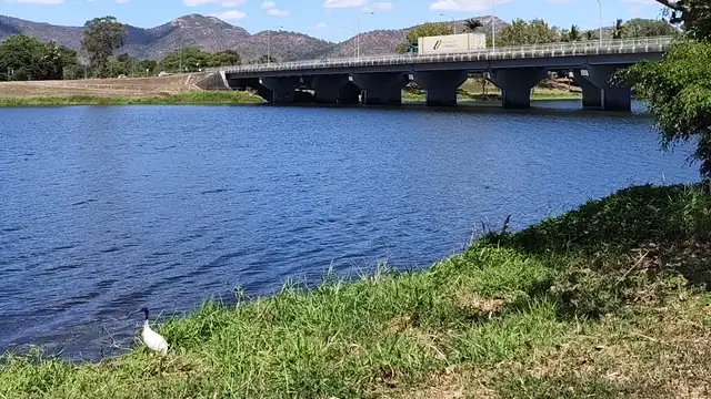 A white ibis with a black head stands at the water’s edge, with a long road bridge and hills across the river.
