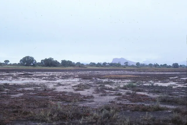 A flat, shallow wetland with patches of low red plants and mud, and a line of trees and a distant hill under a pale sky.